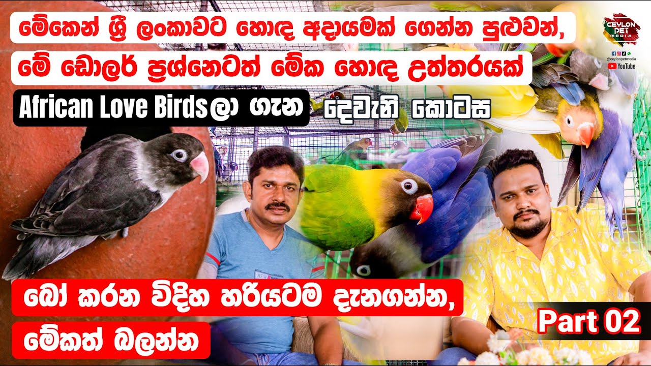 African Love Birdsලා Breed කරන විදිහ හරියටම දැනගන්න | Part 02 | CEYLON PET MEDIA