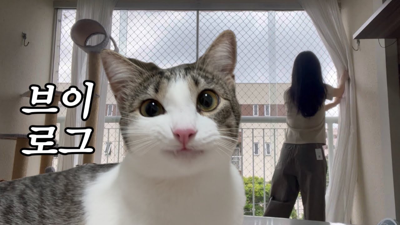 Vlog | 🐈고양이와 단둘이 살아요 | 고양이 뺑글뺑글 돌게하는 법 | 혀수납을 종종 까먹는 고양이 |