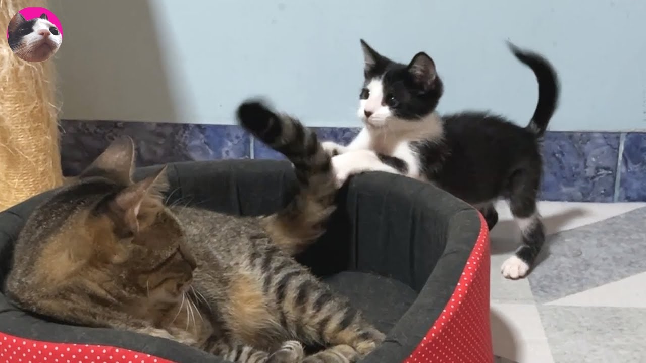 Реакция большой кошки на спасенного котенка, когда котенок кусает ее за хвост