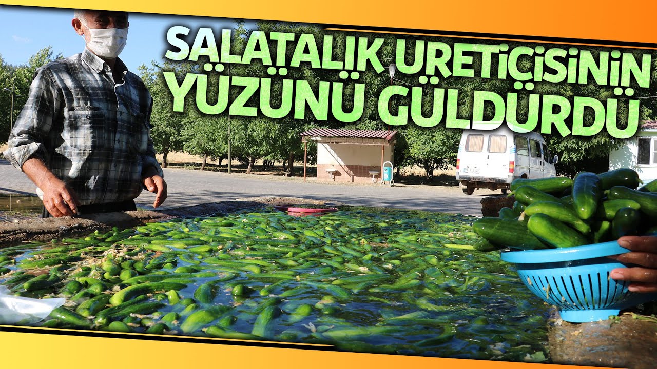 Kahramanmaraş’ta Salatalıkta Hasat Bereketi