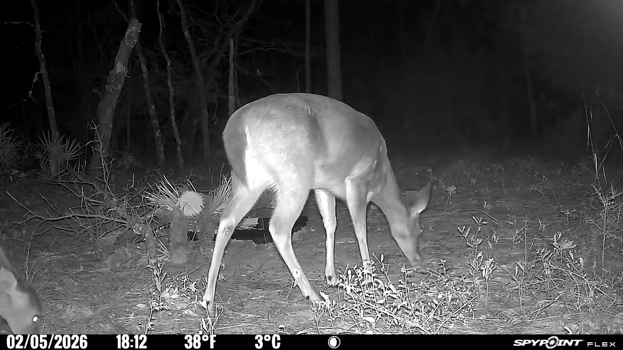 Deer Keep Coming Back for Walnuts Like It’s a Drive Thru