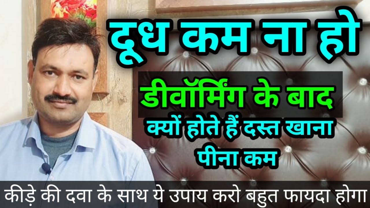 पशु को पेट के कीड़े मारने की दवा के बाद दस्त , खाना कम दूध कम ऐसे ठीक करें 🔥🔥D D Ramawat