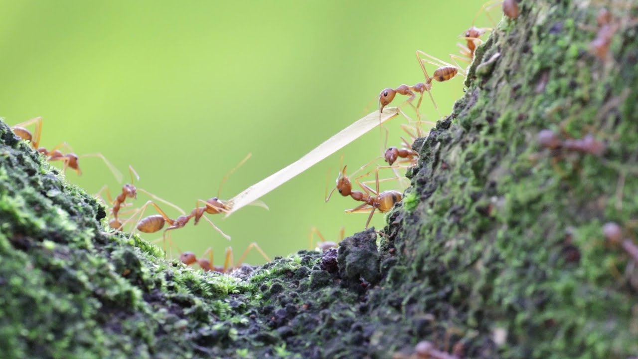 "Two isn't Always Better than One" - Weaver Ants Carrying Wings
