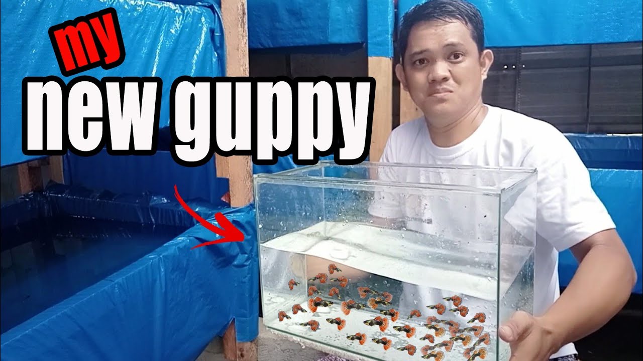 HOW TO BREED GUPPY | My new high quality guppy breeding project