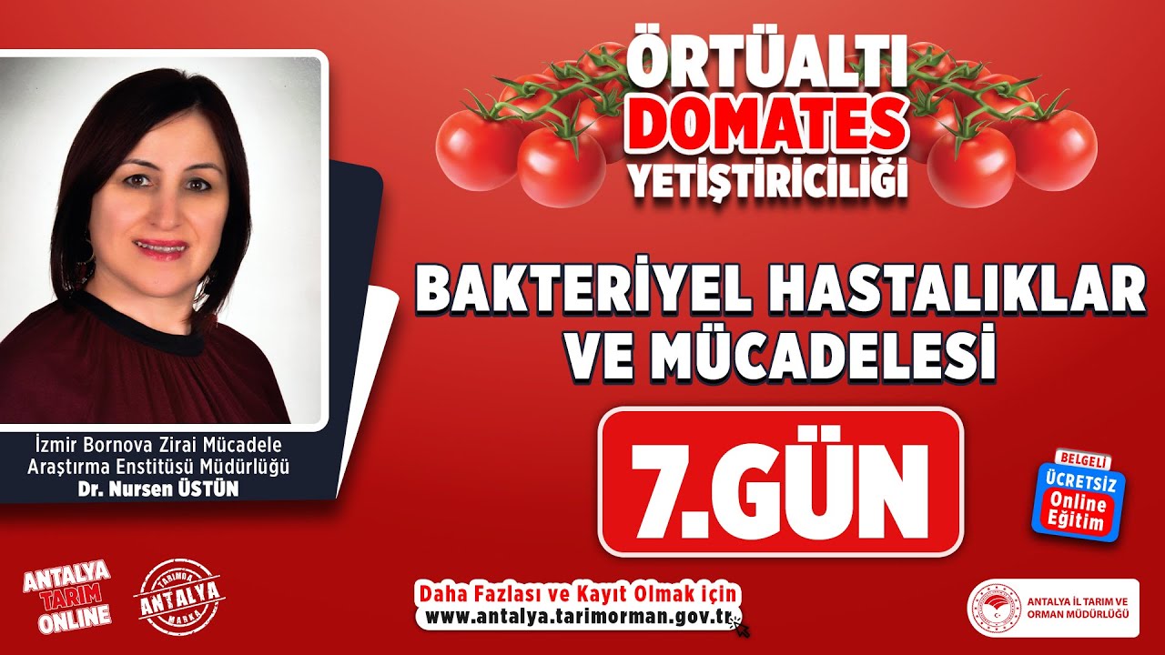Örtüaltı Domates - Bakteriyel Hastalıklar ve Mücadelesi 7.Gün