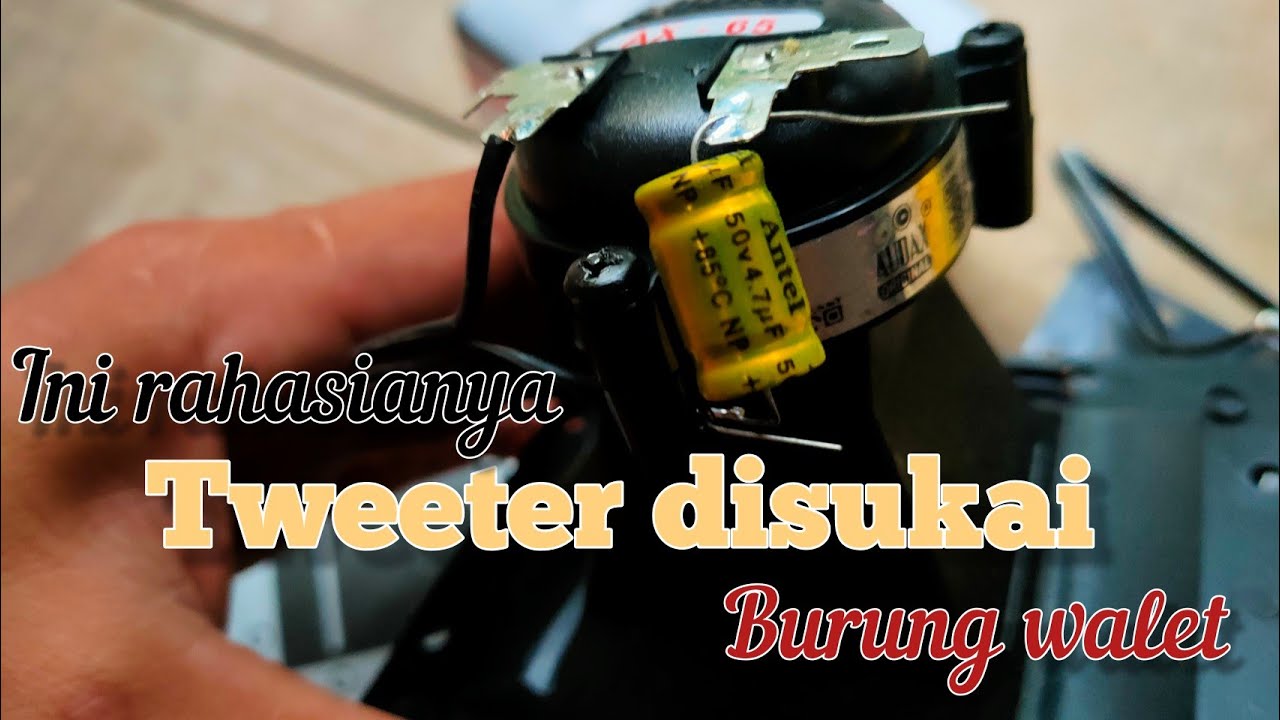 🛑Sebelum dipasang lakukan Ini agar Tweeter disukai Burung walet.
