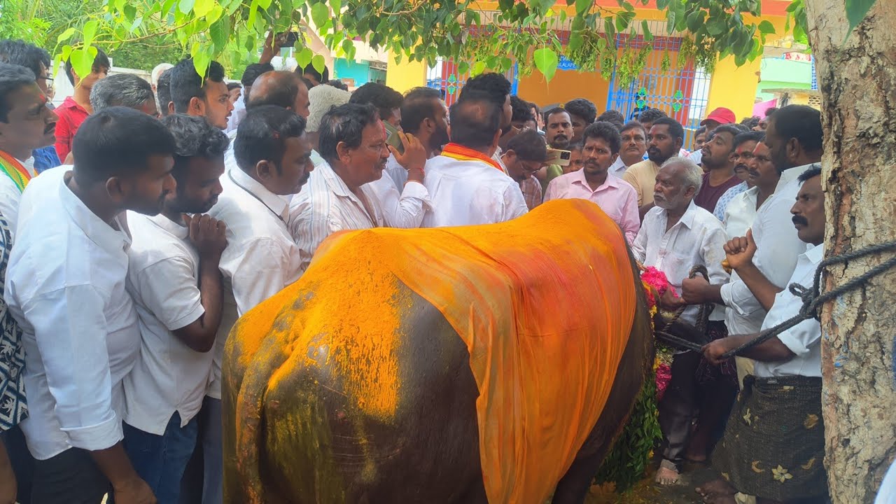 దున్న పోతుకు గాలి గంగల దేవస్థానం వద్ద ప్రత్యేక పూజలు