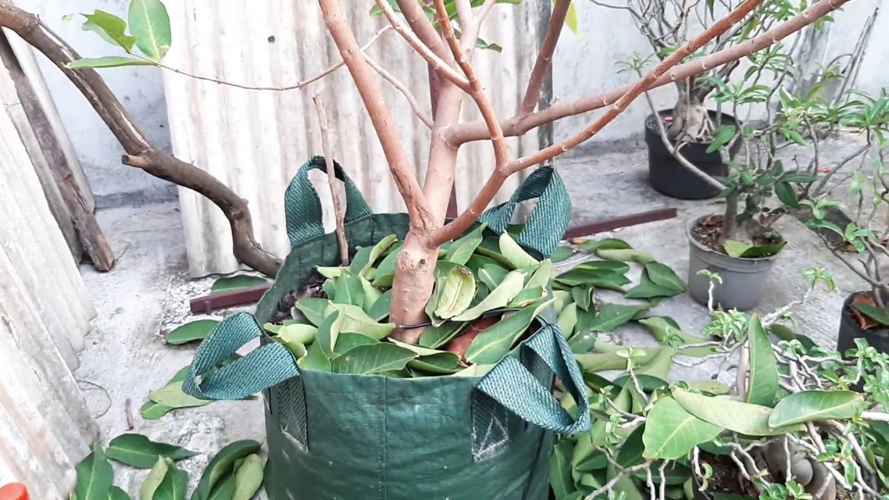 MEMAKSA TAMBULAMPOT UTK BERBUAH
