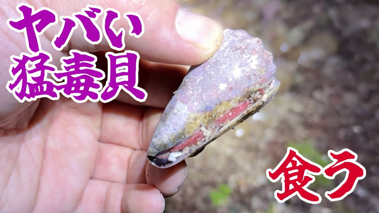 刺されるとヤバい猛毒貝食べてみた