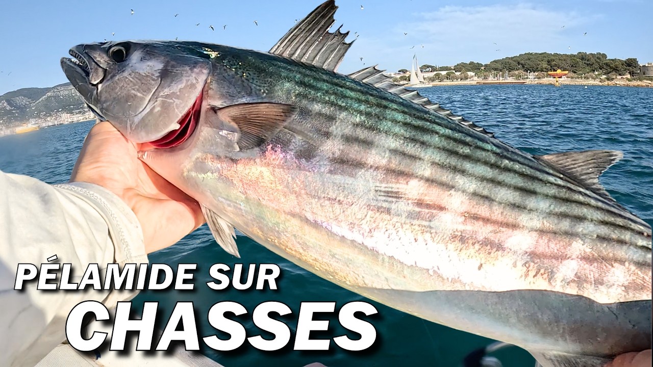 Pélamide SURPRISE sur Énormes Chasses de Maquereaux !