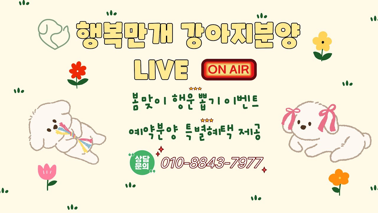 강아지분양 💛 행복만개 라이브 방송 #강아지분양 #강아지입양 #애견분양 #강아지 #dog #puppy #live #행복만개