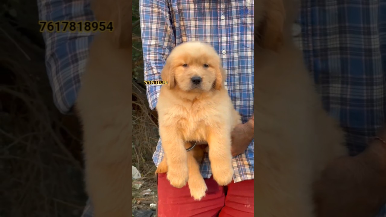 IMPORT BLOODLINE GOLDEN RETRIEVER PUPPY AVILABLE IN VARANASI PAT'S MARKET ||PETS SHOP || DOG KENNEL