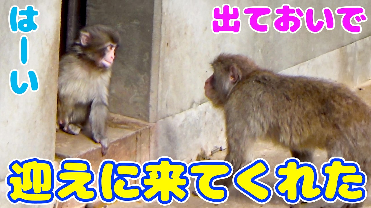 パンチくんを守ってくれる、優しいお猿さんもいて安心❤️