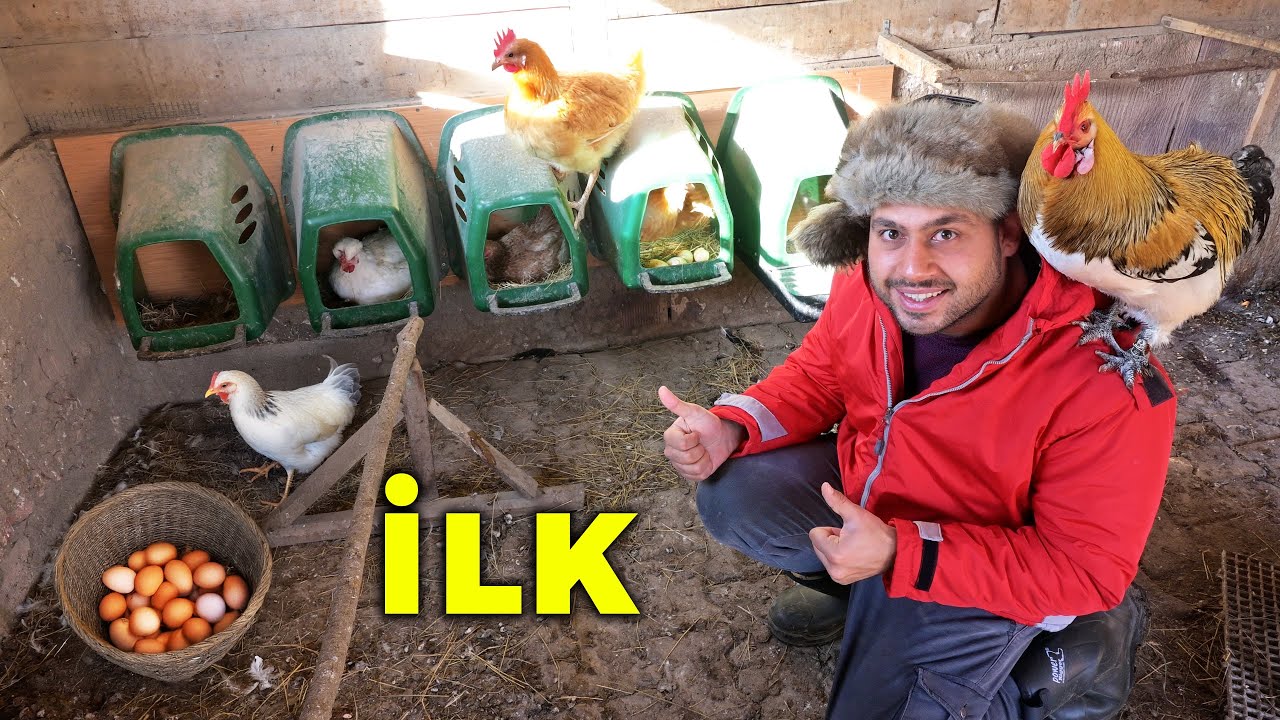 Çiftlikte İlk Gurk Tavuk Yok - Askerden Sonra İlk Yumurtaları Topladım - Bıldırcınlar ve Tavşanlarım