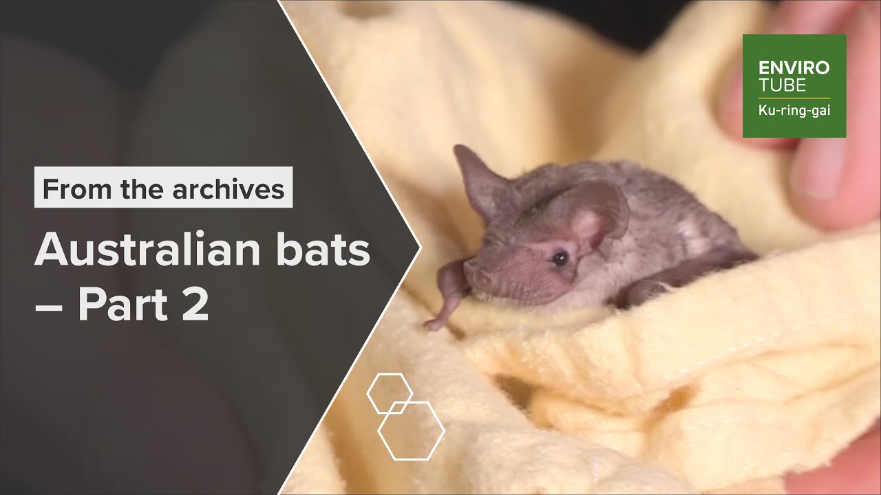Australian bats   Part 2
