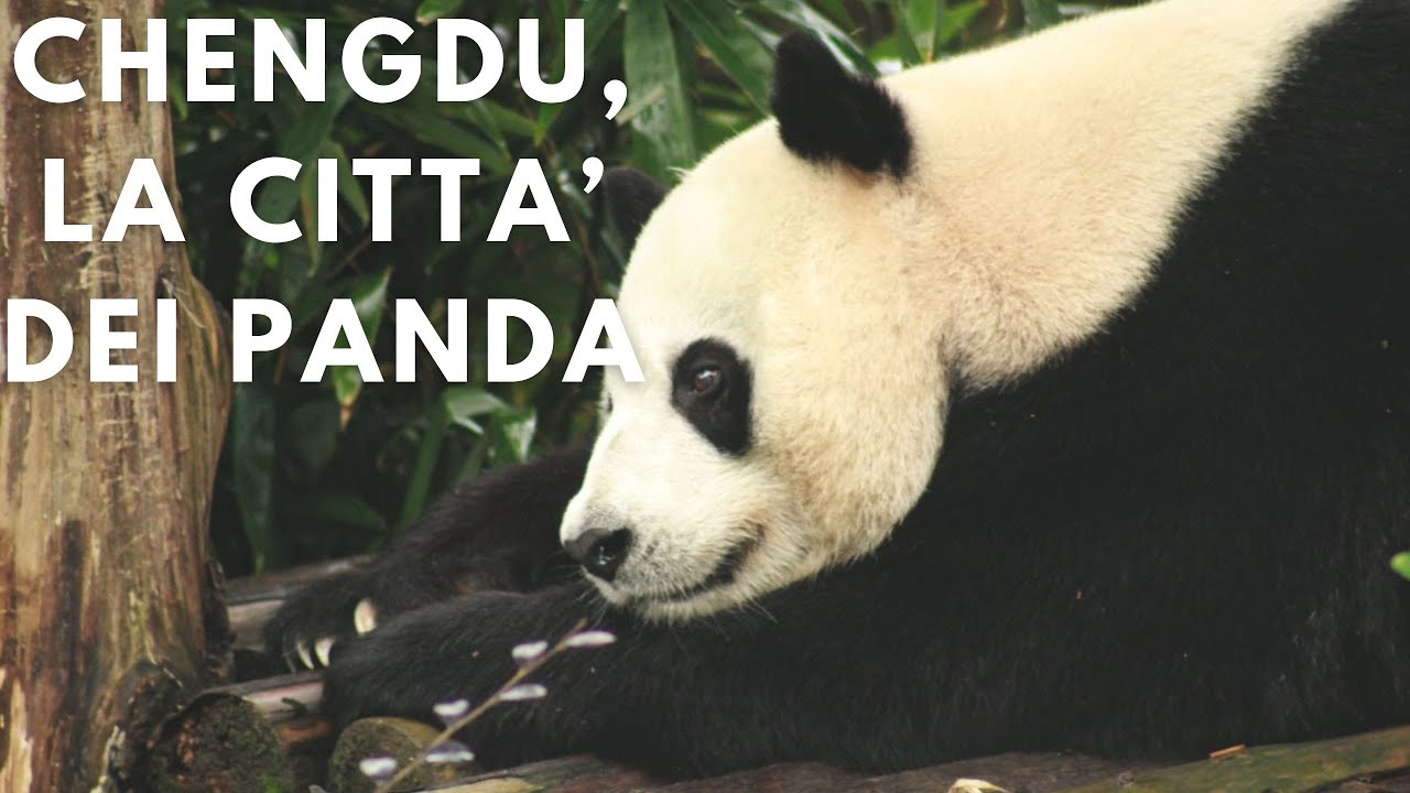 QUESTA E' DAVVERO LA CITTA' DEI PANDA! ||🌏Vlog Cina