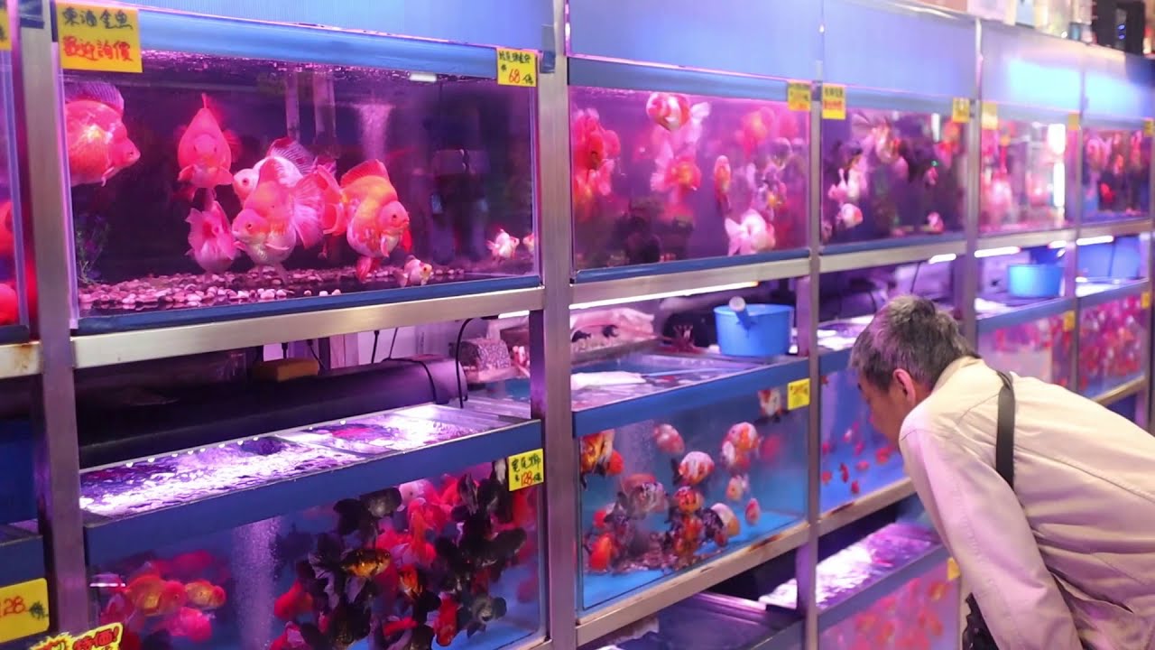 MONG KOK GOLDFISH MARKET HONG KONG - Berburu Ikan Di Salah Satu Pusat Ikan Terbaik Di ASIA