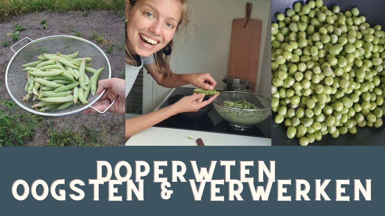Doperwten oogsten & verwerken (10-12 maanden houdbaar)