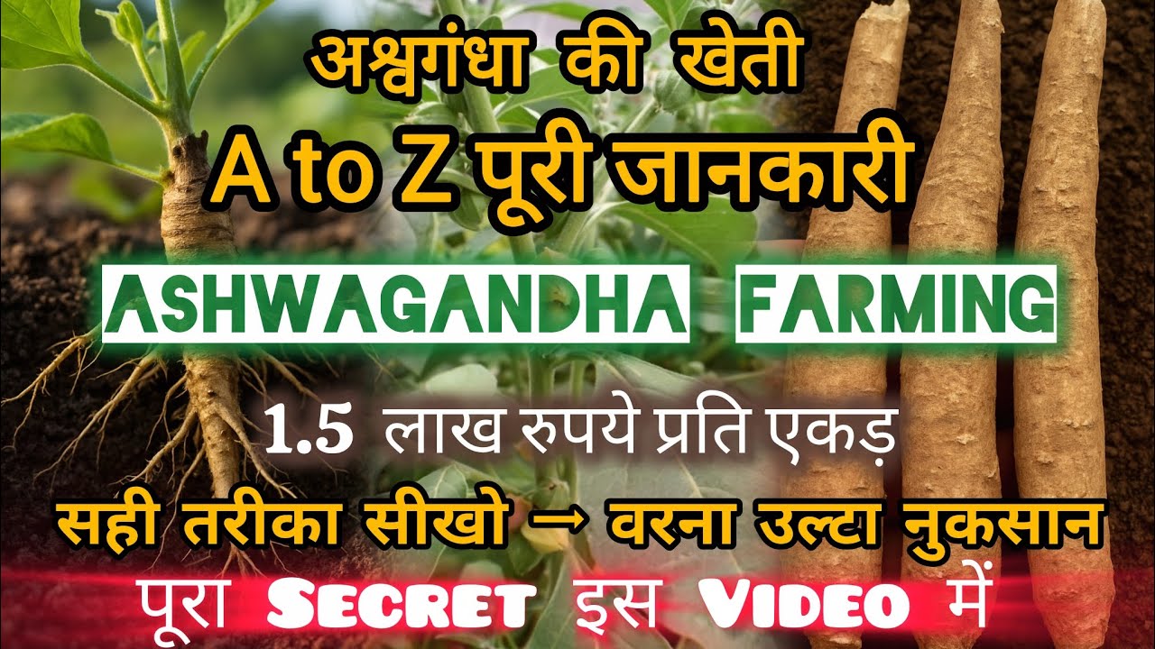 Ashwagandha Farming Guide A to Z|1 एकड़ में ₹1.5 लाख तक का मुनाफा |Sampusti Ashwagandha पूरी जानकारी