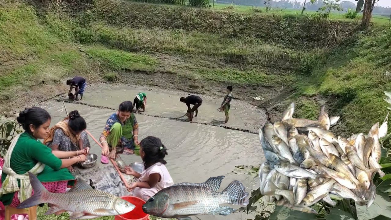আজ বোন জামাই আর ভাই বোনরা মিলে পুকুরের সব মাছ ধরে ফেললাম/কতো গুলো মাছ ধরা হলো।Village Vloger Nopur.