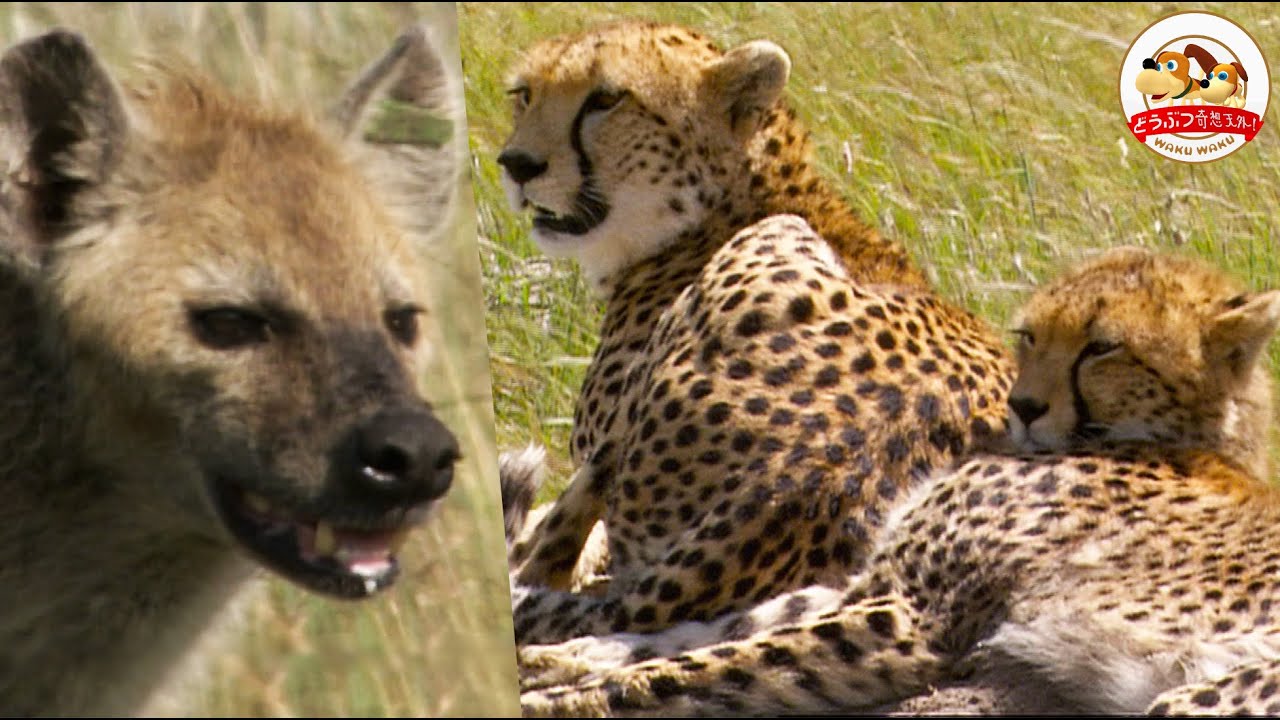 【横取りの悲劇】獲物をしとめた母娘チーターを狙いライオン！ハイエナ！飢えた肉食獣が迫る…。狩りの名人がとった行動とは？【どうぶつ奇想天外／WAKUWAKU】