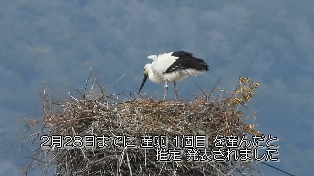 鳴門コウノトリ 2026/03/02 撮影 成長記録 徳島県鳴門市