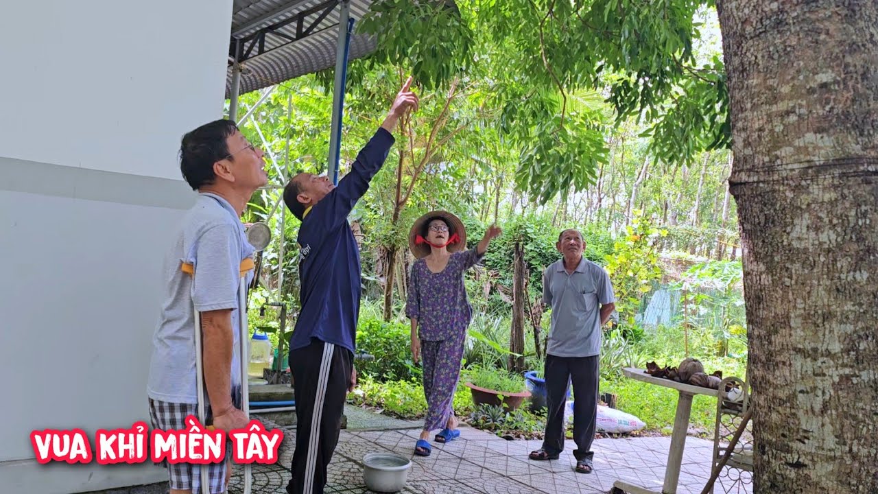 Vua Khỉ cùng đệ Tử lên tận Dầu Tiếng, Bình Dương để cưa đôn đọt nhiều Cây Xà Cừ Siêu khó (1/2)...
