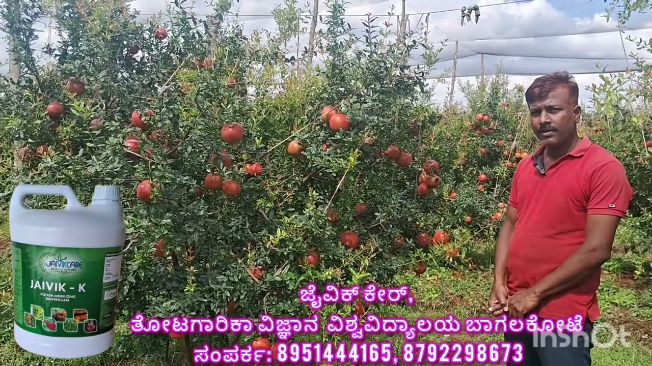 ದಾಳಿಂಬೆಯಲ್ಲಿ ಉತ್ತಮ ಹೂವು, ಹಣ್ಣು, ಗಾತ್ರ ಮತ್ತು ಬಣ್ಣಕ್ಕಾಗಿ -ಜೈವಿಕ್ ಕೆ. ( JAIVIK -K)