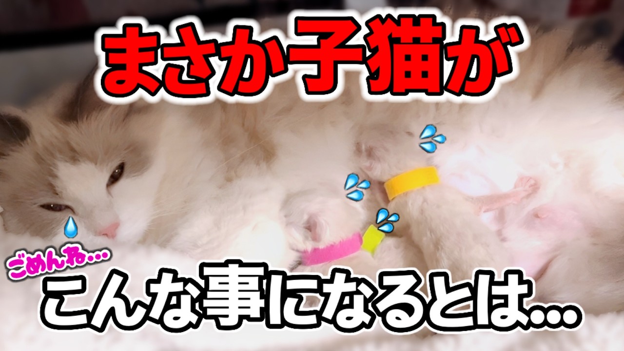 【涙腺崩壊😭赤ちゃん子猫生後2日】母猫に隠された悲しい事実が判明しました... #子猫