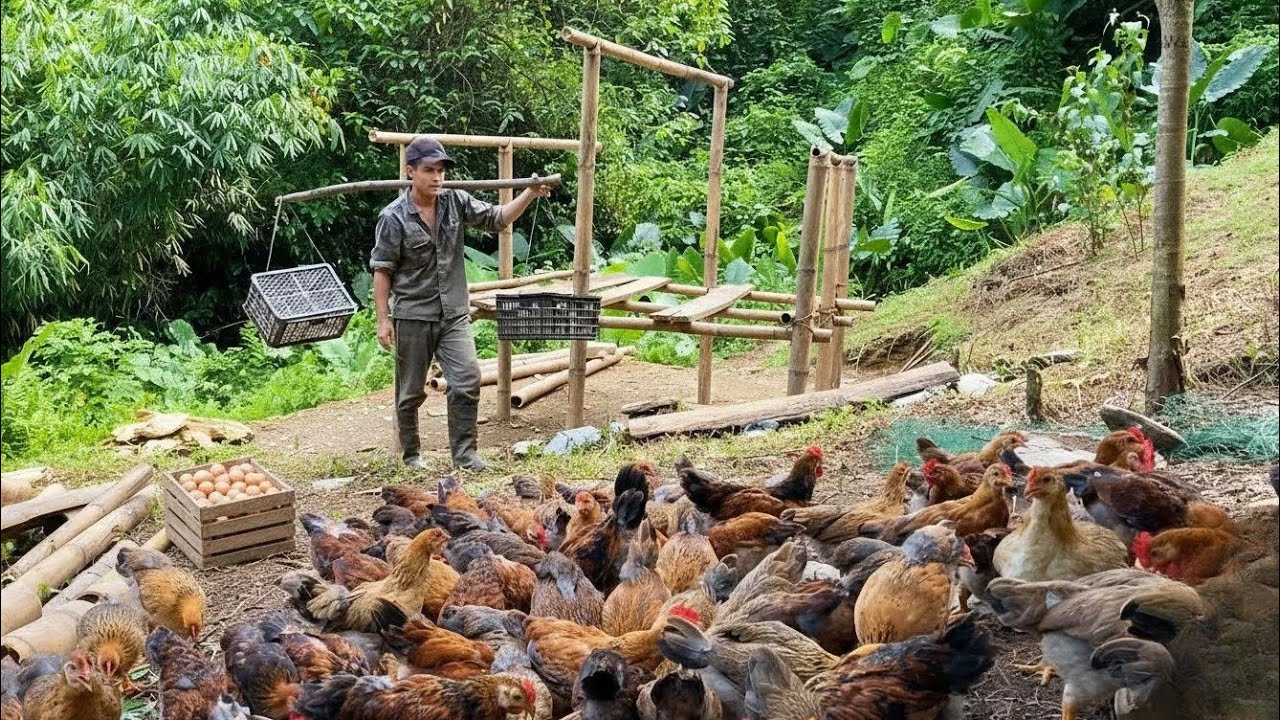 Sobrevivir en el bosque,construir una jaula para criar200 pollos y cuidar de los pollos en el bosque