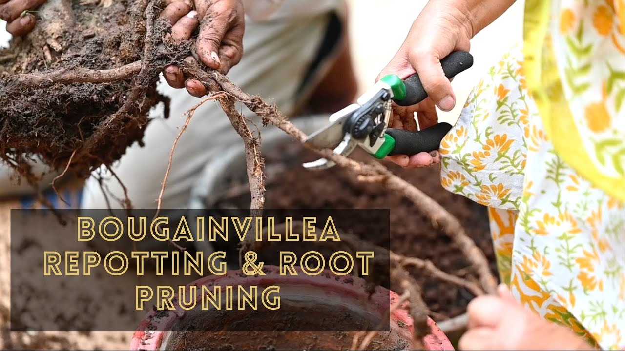 Bougainvillea Repotting & Root Pruning | How & Why To Repot Bougainvillea | Bougainvillea Soil Mix