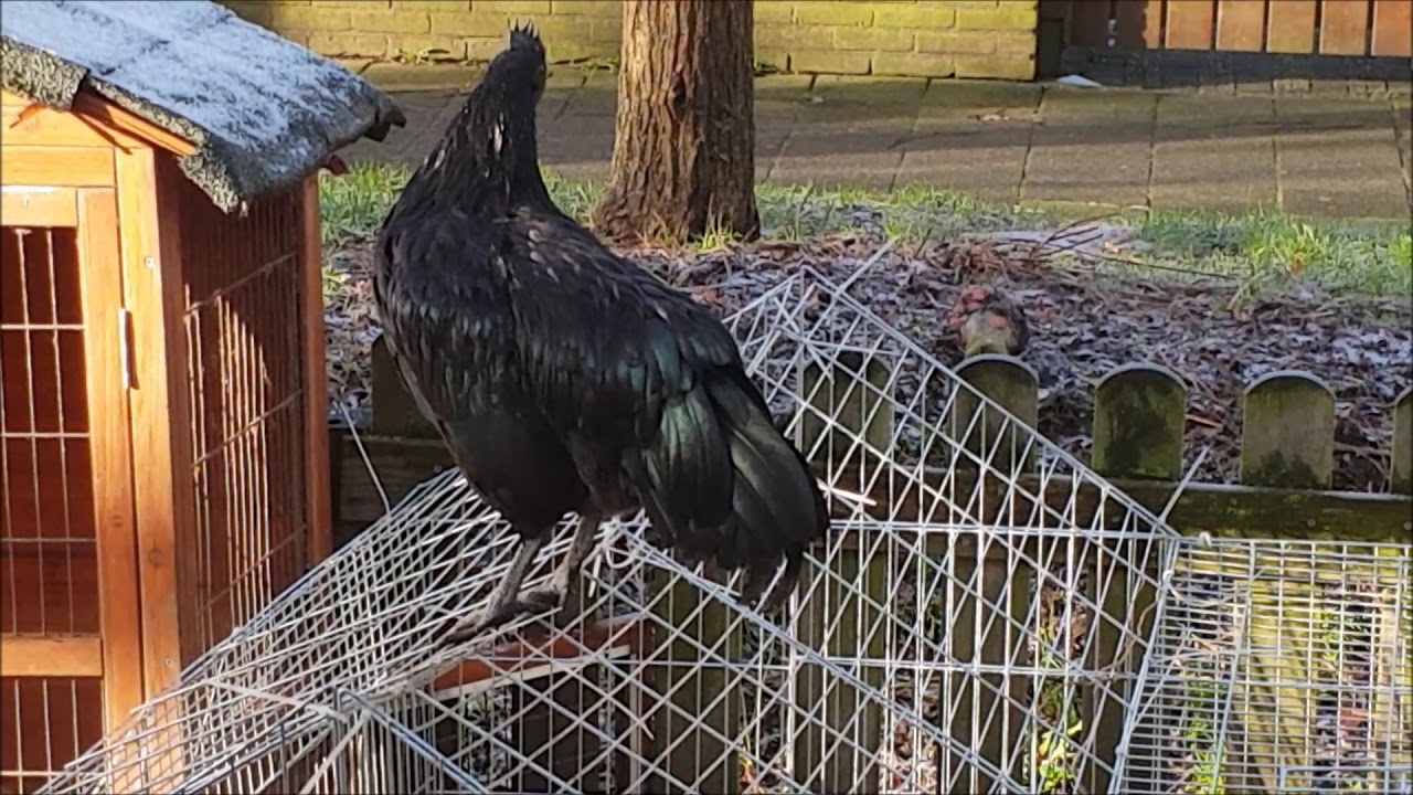 Haantje krijgt kraailes van de grote Brahma man!