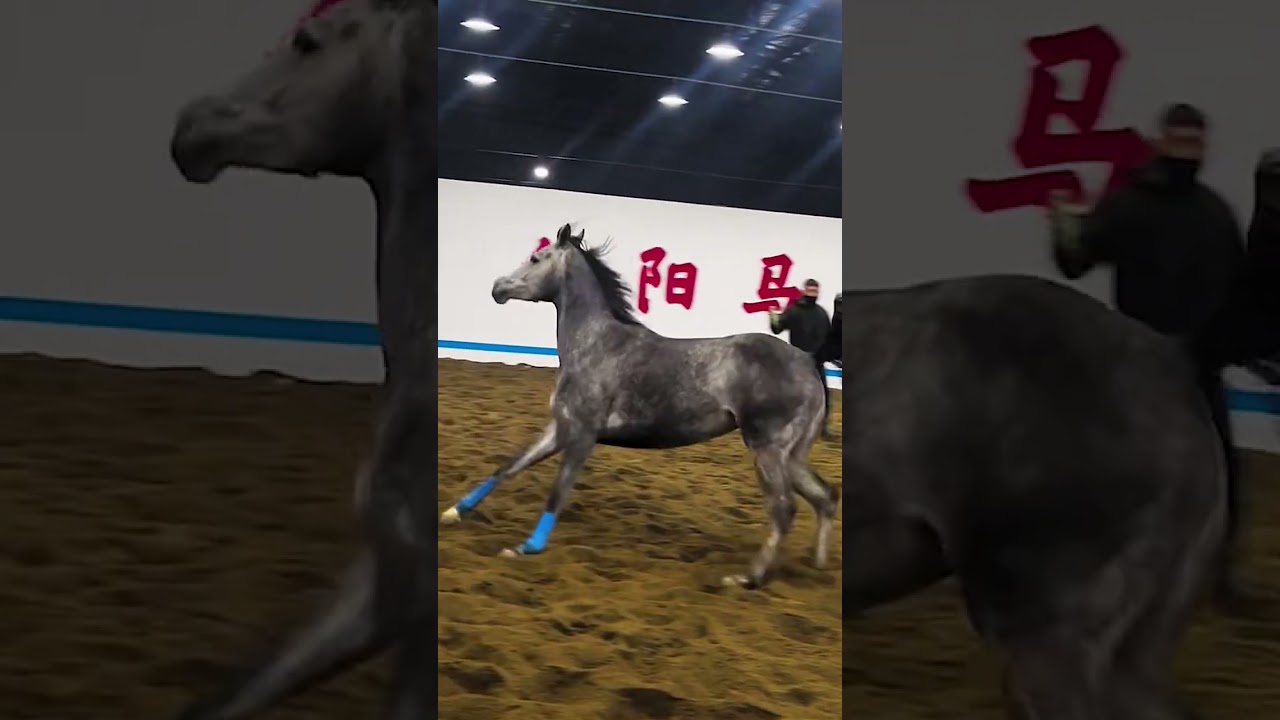 Four year old Arabian mare, 1 58 in height at the shoulder