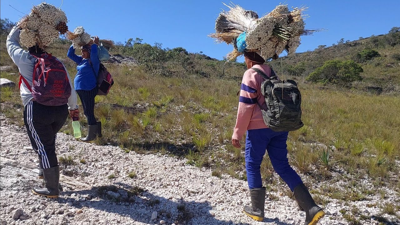 Povos Tradicionais Coletores de Flores Secas