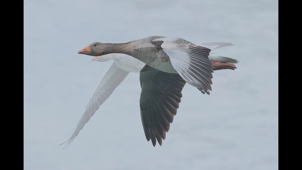 Illerstausee Vogelbeobachtungsstation Lautrach Teil 2