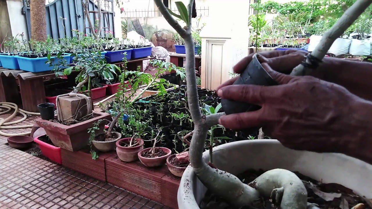 Adenium  Air layering