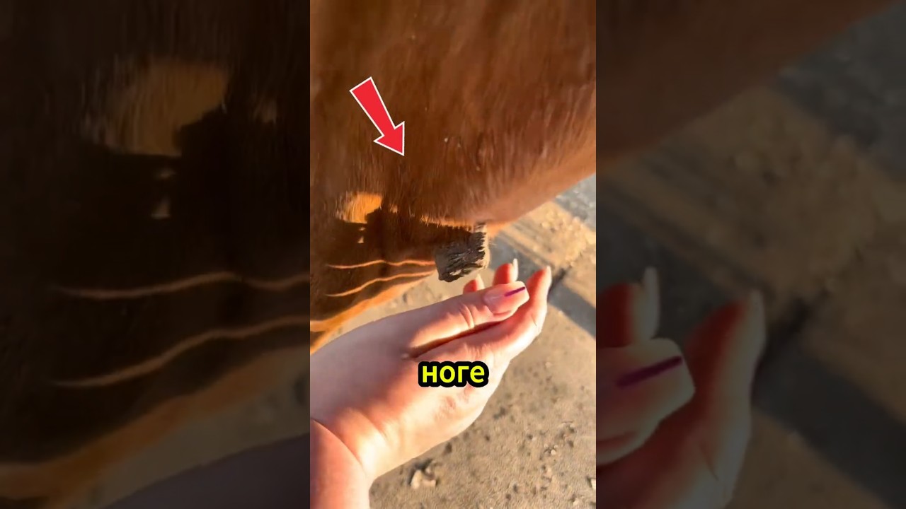 Strange growth on horse's leg - what exactly is it?