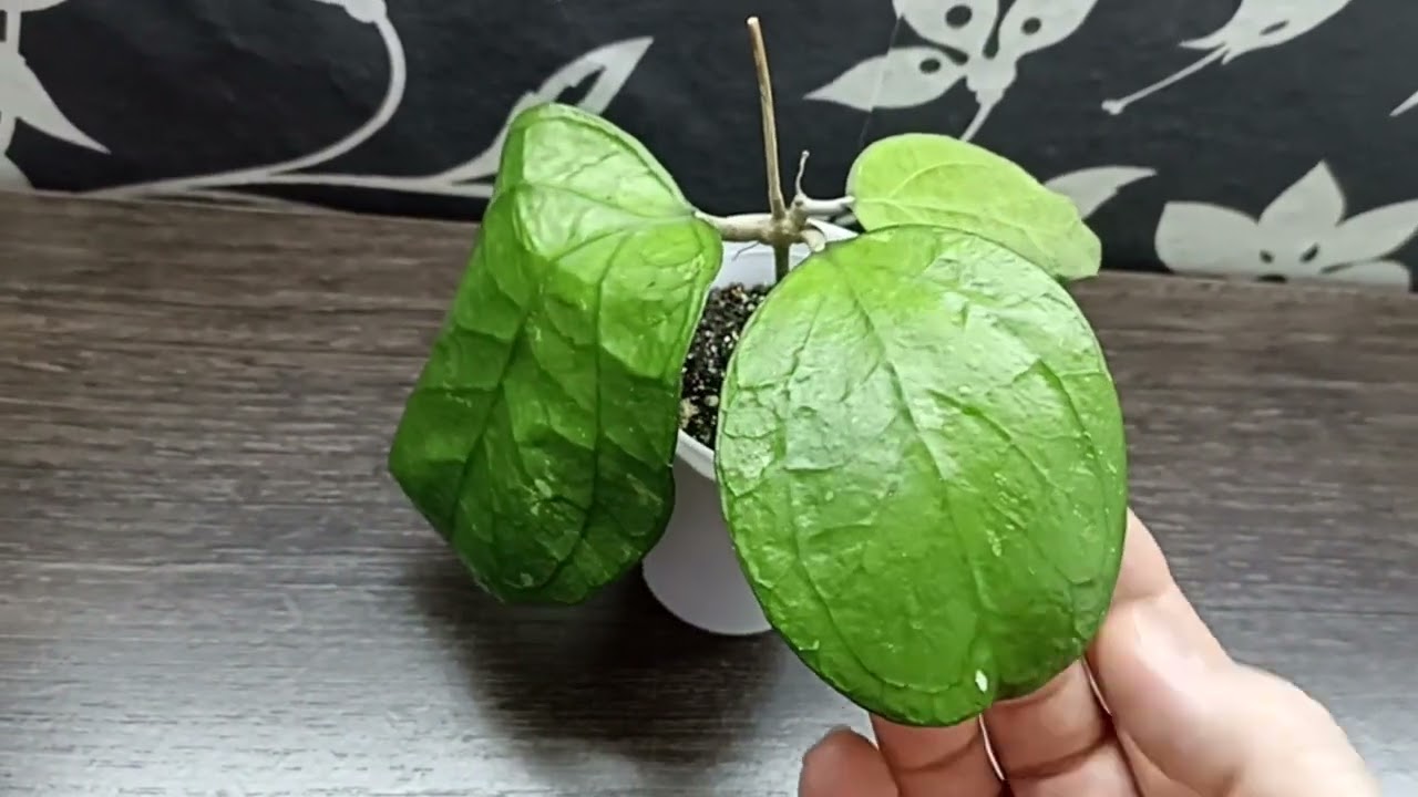Комнатные Растения. Новые Хойи 1 часть