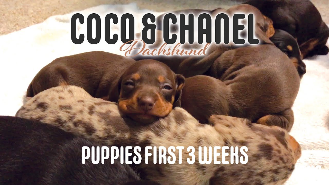 Miniature Dachshund Puppies - First 3 weeks