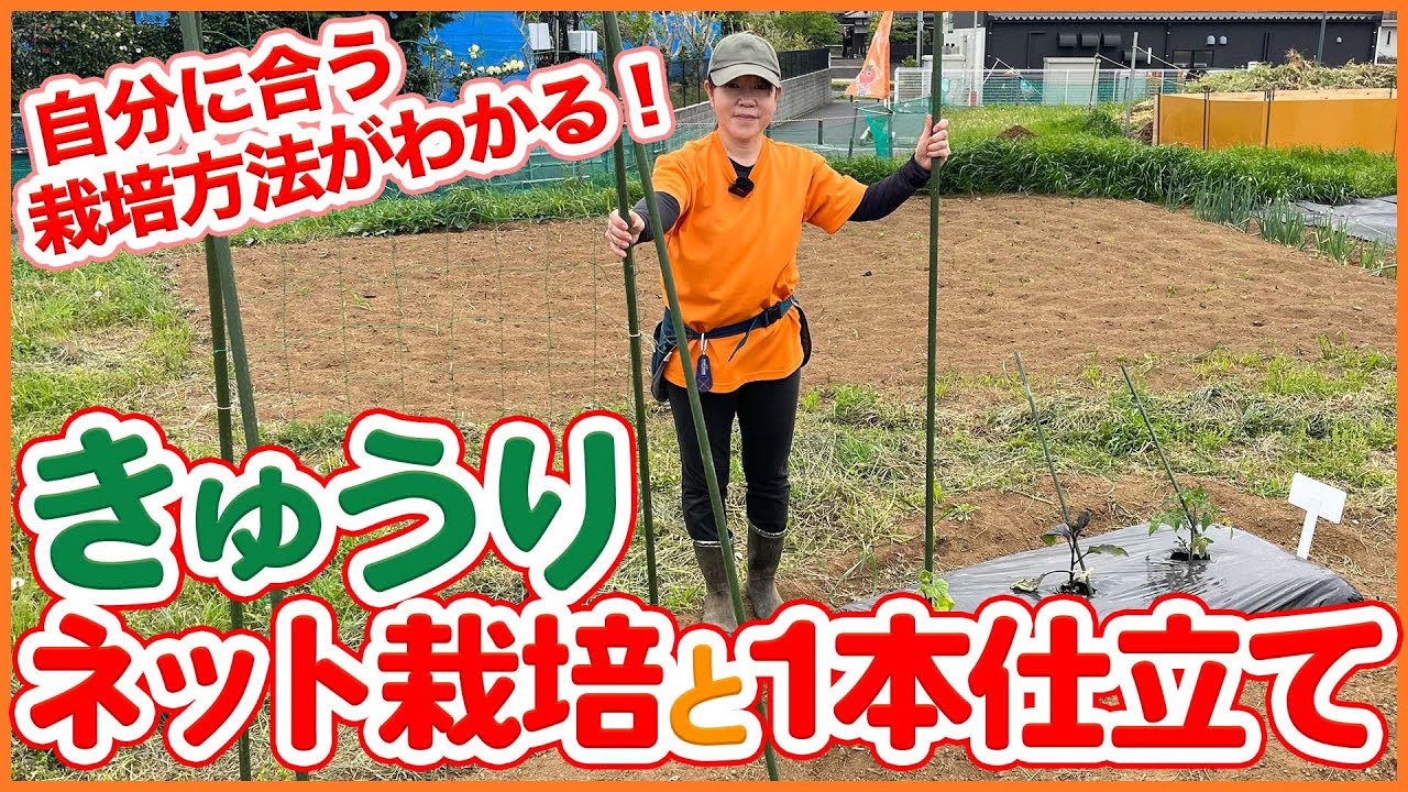 家庭菜園や農園のキュウリ栽培で園芸ネットと支柱を使った１本仕立ての方法！収穫が安定するキュウリの育て方を徹底解説！【農園ライフ】