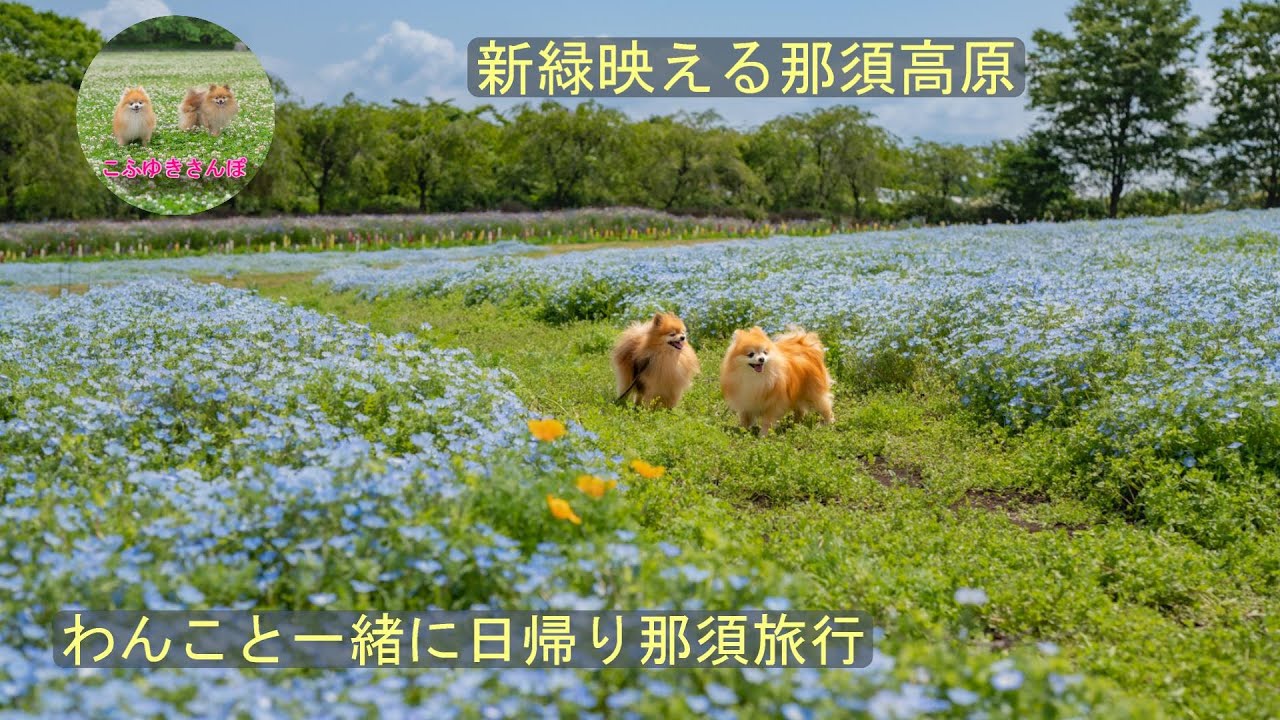 【わんこと旅行】わんこと新緑が美しい那須高原へ日帰り旅行に行ってきました。お花畑も満喫したよ♪【犬とお出かけ】