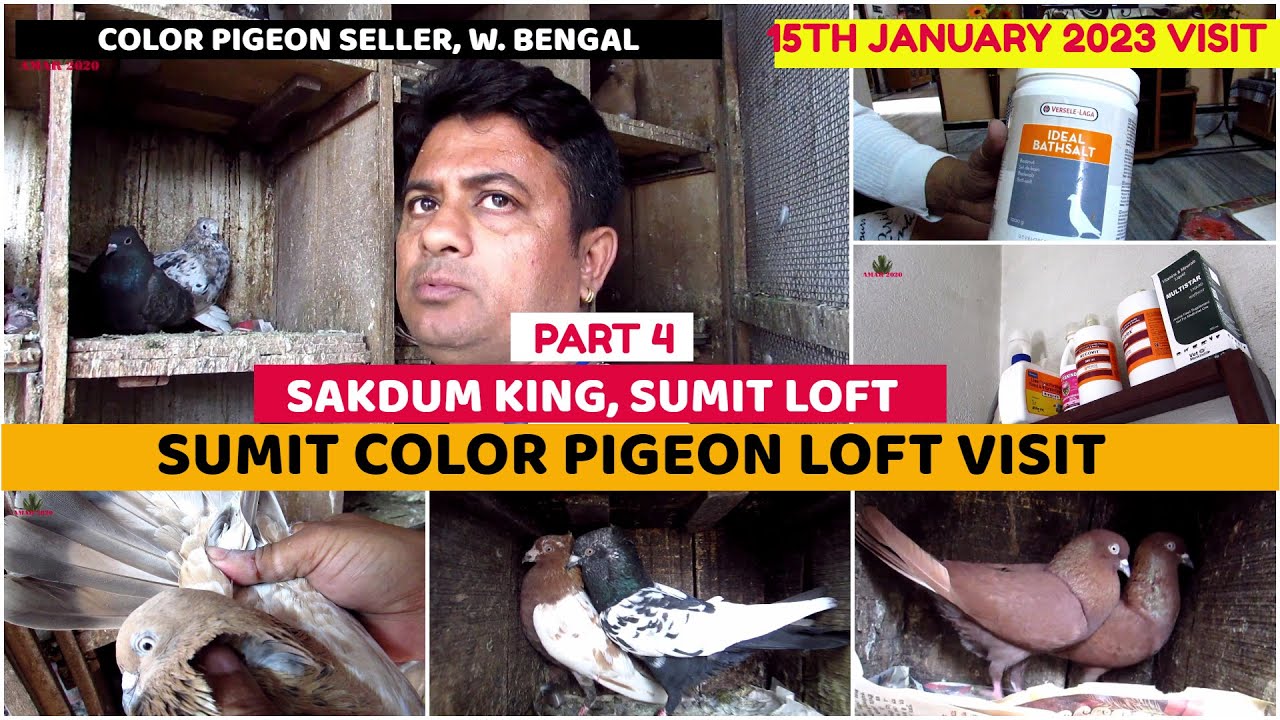 Color Pigeon Big Collection | Pigeon Loft Visit At Kolkata | Color Pigeon Seller | 15th January 2023