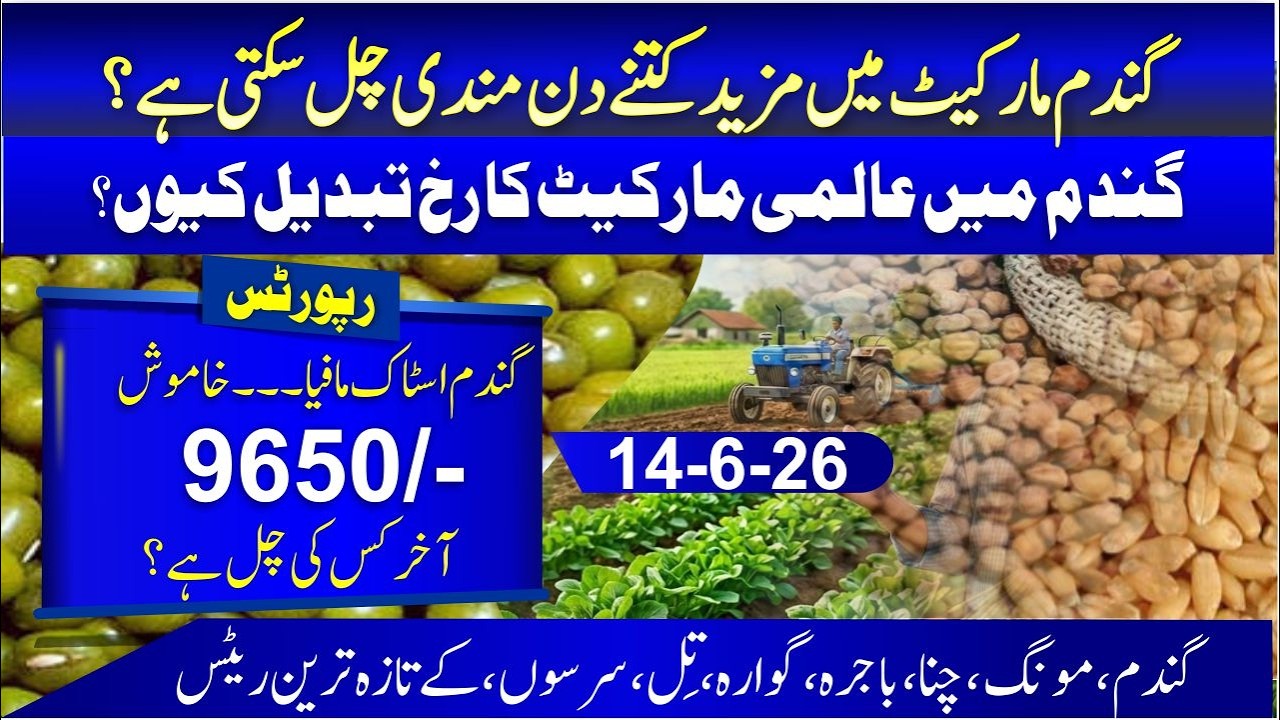 Wheat international singnal | Pakistan vs India Wheat Update 2026 | wheat price in punjab, sindh