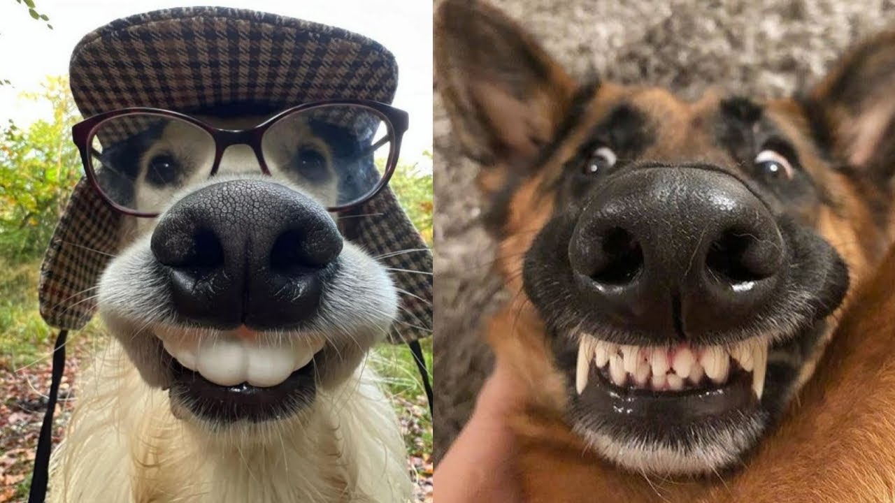 🐶🤣 Приготовьтесь к безостановочному смеху: 1 час безумных собачьих неудач! 😂🐶