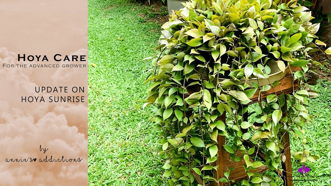 Hoya care for the advanced grower | Update on Hoya Sunrise