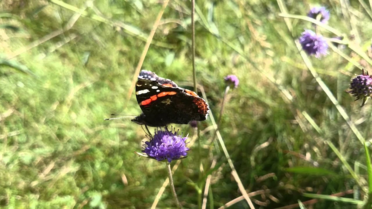Close up Butterfly eating flower