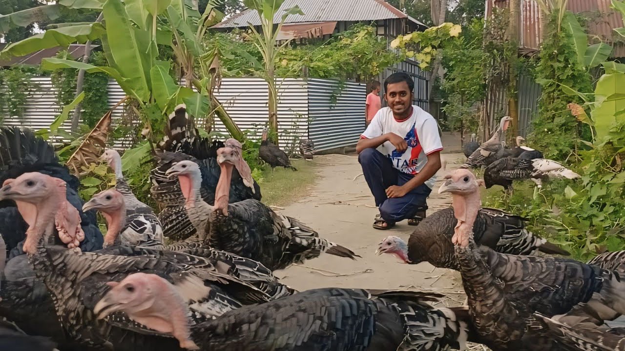 হাইব্রিড টার্কি মুরগিয়ে জোফ যারে ও বন জঙ্গলে গিয়ে  কিভাবে ডিম পারে দেখে নিন এক নজরে