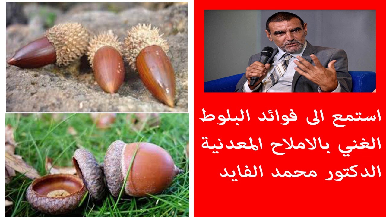 استمع الى فوائد البلوط الغني بالاملاح المعدنية الدكتور محمد الفايد