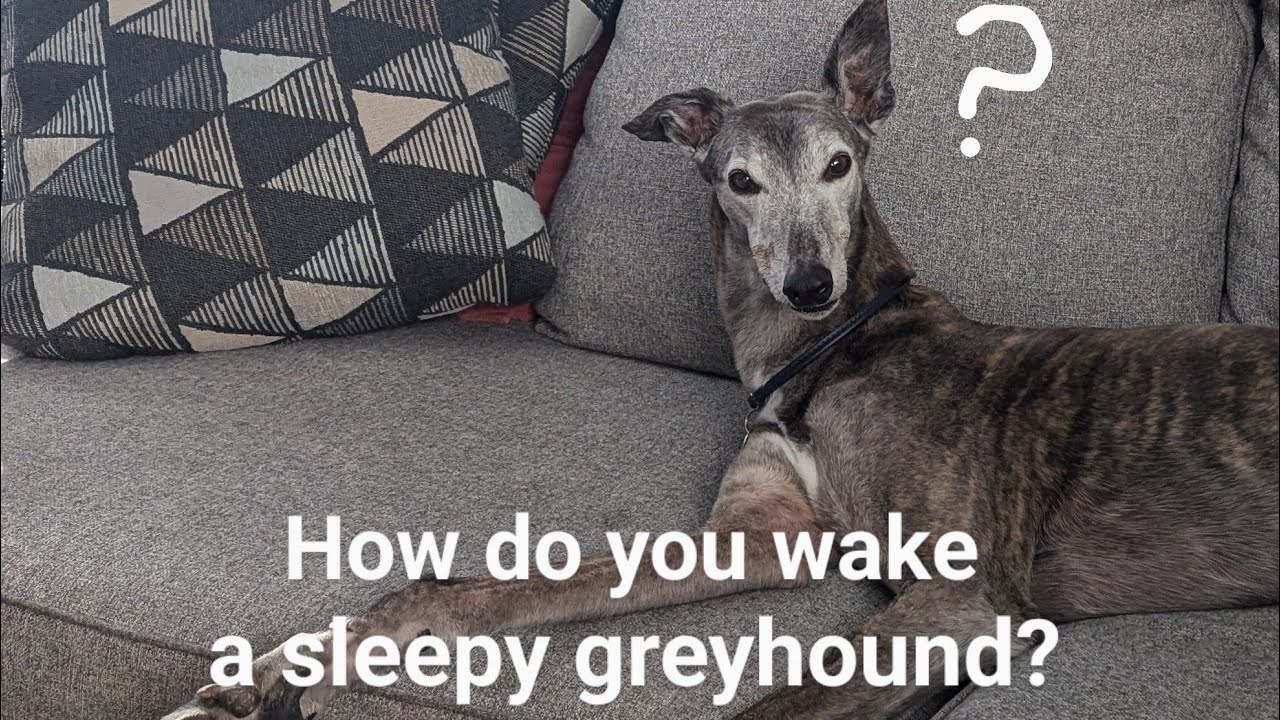 Rowdy the Greyhound just wants to nap, thank you