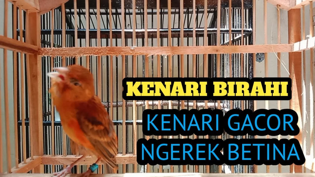 PANCINGAN KENARI GACOR NGEREK BETINA MINTA KAWIN -  SUPER AMPUH